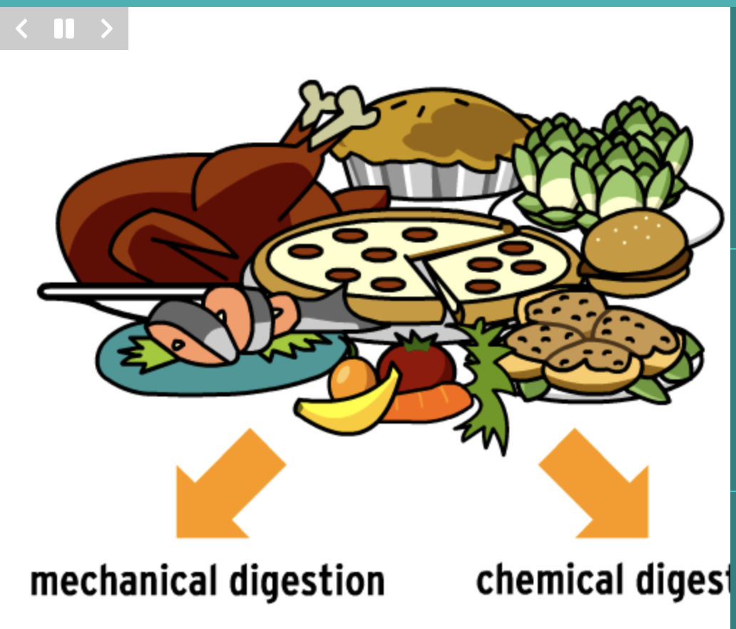 Digestive System Grade 8