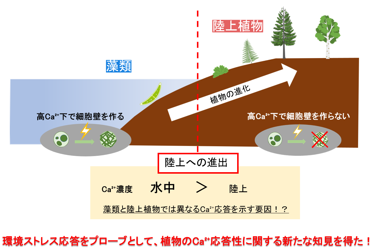 できるまでの道のり 私の卒論ができるまで 村上 歓奈 九州大学農学部 年卒 Cute Guides At 九州大学 Kyushu University