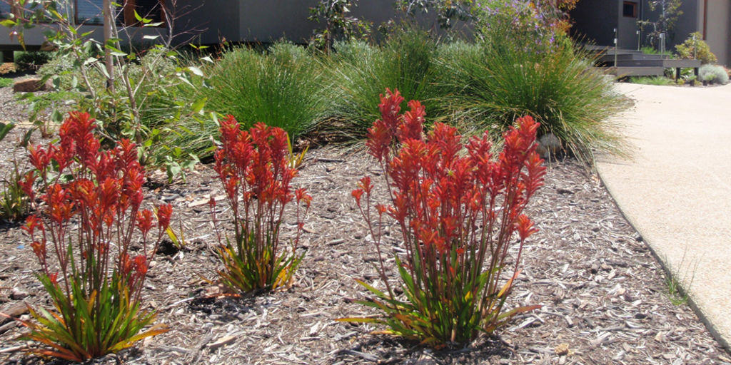 Australian native species for Horticulture by Philip Andrew