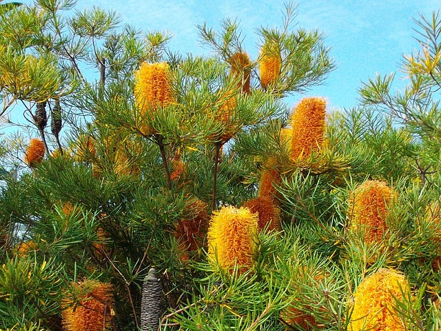 Photograph of native Banksia plant