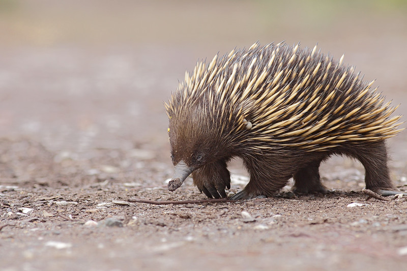 An echidna walking on gravel