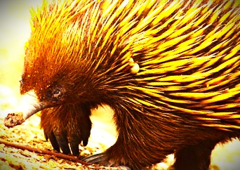 A close of of an echidna with a yellow filter overlay